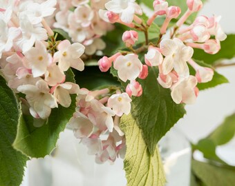 Vibernum Flower Arrangement Photograph, Spring Shrub, White and Pink Little Flowers, Vase Arrangement, Wall Art, Fine Art