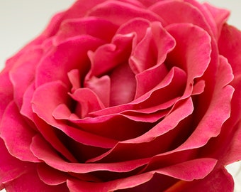 Cherry-Red Rose Photograph, Close up Rose, Bright flower, June Rose, Rose Fine Art Photo, Digital print