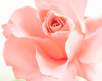 Soft Pink Rose Photograph, Feminine flower, Pastel Rose, Open rose, Gift for Mom