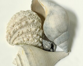 Shell Group Photo, Shells from Sanibel Island Florida, Shell Composition, Four gray shells, Sand-washed Shells