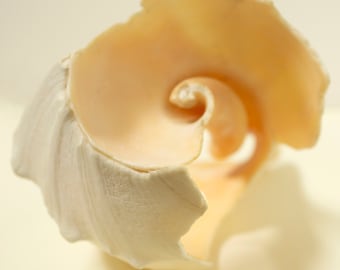 Welk Shell Close up Photograph, Broken Welk, Tumbled Shell in Peach, Long Island shell, Fine Art Shell Picture