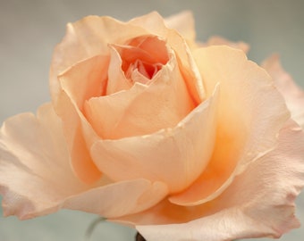 Peach Rose Photograph, Pastel flower, Soft Summer Flower, June Rose, Floral Fine Art Photo, Flower art, Rose photo