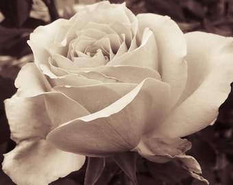 Tinted Black and White Tea Rose Photo, Sepia Rose Picture, Open Rose in a Tint, Fine Art Photograph