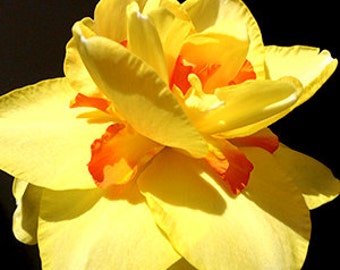 Double Daffodil photograph, yellow and orange spring flower, floral fine art photograph