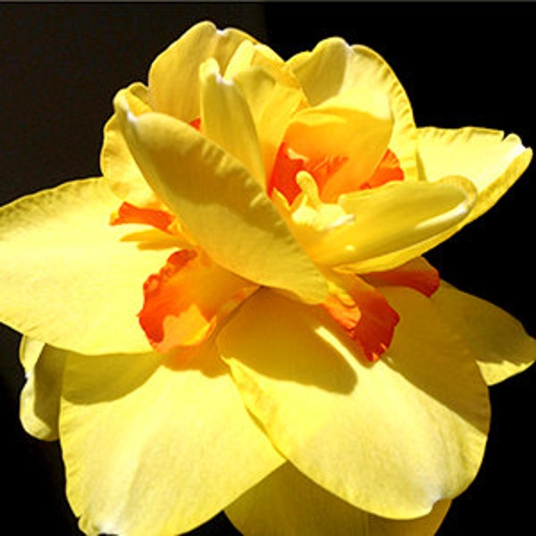 Double Daffodil photograph, yellow and orange spring flower, floral fine art photograph