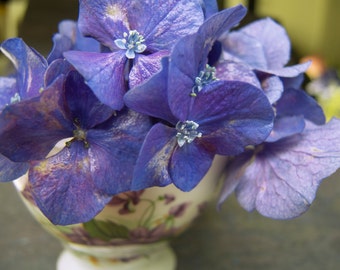 Hydrangea in teacup painted with violets photo, Purple flowers, Summer garden, Bouquet of blue