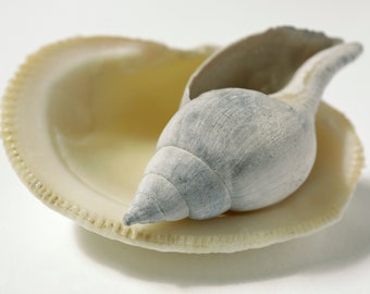 Two Shells Photograph, Seashell photo, Shell print, Florida Seashells, Fine Art Photo, Beach Home Decor