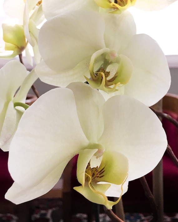 Weie Orchidee Foto, offene Orchideen, blhende Orchideenblumen, zwei weie  Orchideen - Etsy Schweiz