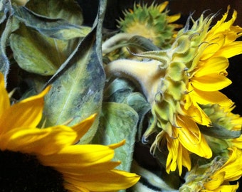 8x10 Sunflower photograph, Sunflower composition, Big yellow flower, Flower arrangement, Yellow flower, fine art photograph