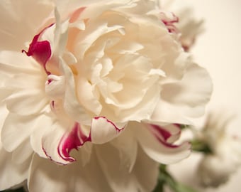 White on white peony photo, Macro close-up, Floral, Fine art photograph