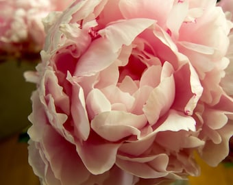Pink peony photograph, close-up flower picture, floral fine art photograph, pink flower, spring bloom