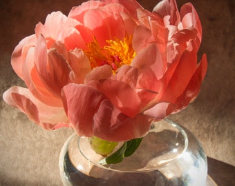 Peach peony in vase photograph, Peony photo, Dark orange peony, Close up peony, Flower photo, Floral fine art photograph