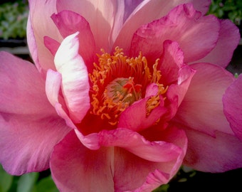 8x10 Dark pink tree peony, big flower, flower power, floral, fine art photograph