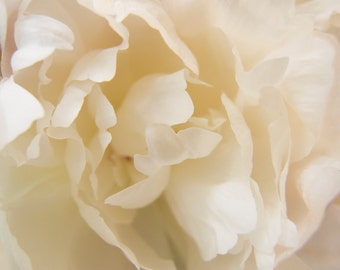 Peony photo, White peony, Close-up, Almost abstract, White on white, Floral fine art photograph
