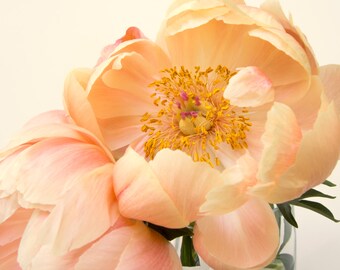 Two peach peonies photo, Pair of peonies, peony close-up, Flower art, Peach on white, Fine art photograph