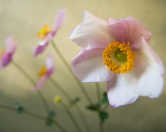 Anemones, Summer flowers, Wind flowers, Pink flowers, Garden flower, Fine art photograph