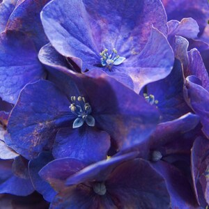 Deep Purple Hydrangea close up photo, purple flower, dark purple summer bloom, hydrangea picture, fine art photograph, floral