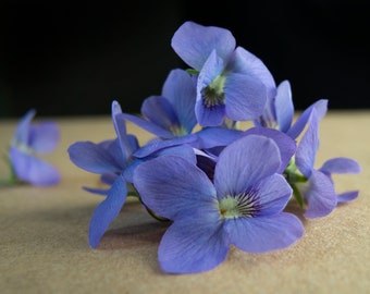 Violets in a Photograph, Violets, Purple Violets, May Flowers of Northeast, Spring Flowers, Floral Photograph, Wild Flowers