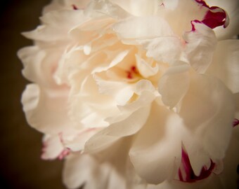 White peony photo, Close-up flower, White flower black background, Peony close up, Macro shot, Dreamy, Floral, Fine art photograph