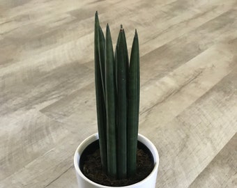 4" Sansevieria Cylindrica Rocket