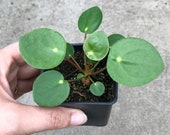 3 quot Pilea Peperomioide Plantlet