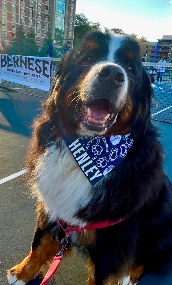 Penn state top dog bandana