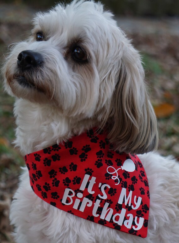 thumbnail interactive-video image 1 of It's My Birthday Retro Dog Bandana | 100% Cotton | Made In 1 of 14