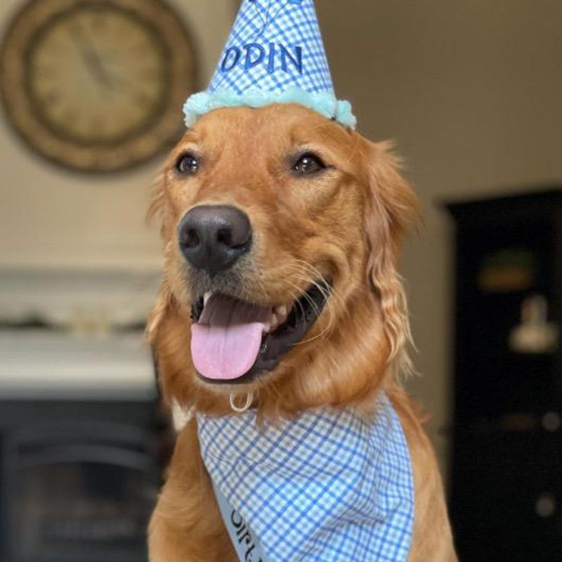 Dog Birthday Hat Etsy — free download