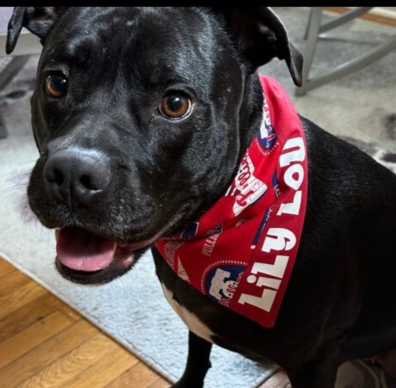 phillies dog jerseys