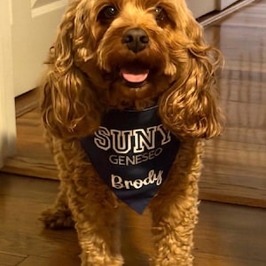 May include: A medium-sized, brown dog with curly fur stands on a wooden floor. The dog wears a navy blue bandana with the text "SUNY Geneseo Brody" in white. The dog's tongue is visible.