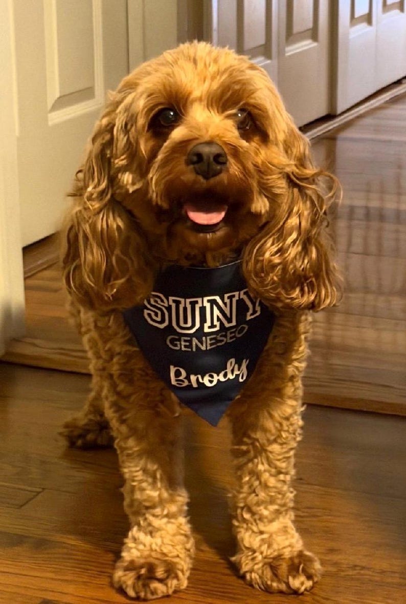 May include: A medium-sized, brown dog with curly fur stands on a wooden floor. The dog wears a navy blue bandana with the text "SUNY Geneseo Brody" in white. The dog's tongue is visible.