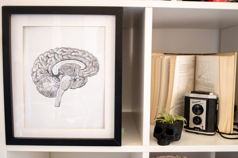 A4 Anatomical Brain Art Print - Etsy