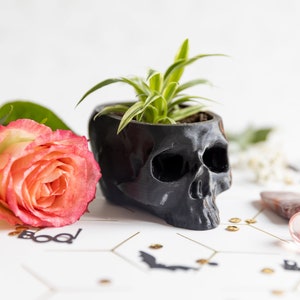 May include: A black skull planter with a green plant growing inside. The planter is sitting on a white surface with a pink rose and gold glitter.
