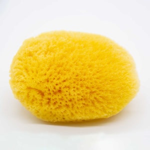 May include: A natural, bright yellow sea sponge with a porous texture. The sponge is oval-shaped and appears soft, ideal for gentle cleansing. The background is plain white, highlighting the sponge's color and texture.