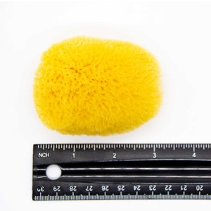May include: A bright yellow natural sea sponge, approximately 3 inches in length, with a porous texture. A black ruler with inch markings is placed next to the sponge for size comparison.