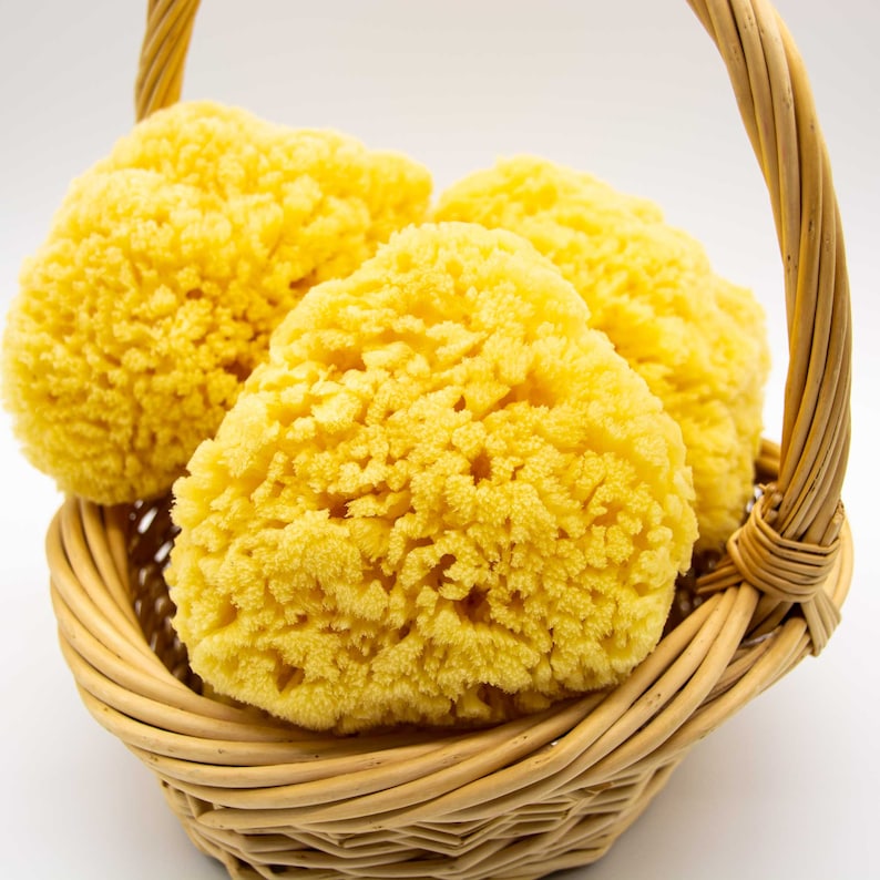 May include: Three yellow natural sea sponges in a woven wicker basket. The sponges are soft and absorbent, perfect for bathing or cleaning.