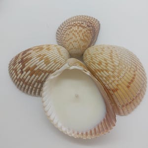 May include: A seashell candle with a white wax interior and a single wick. The candle is set inside a large, open seashell, surrounded by three other seashells. The shells are beige and brown, with textured surfaces.