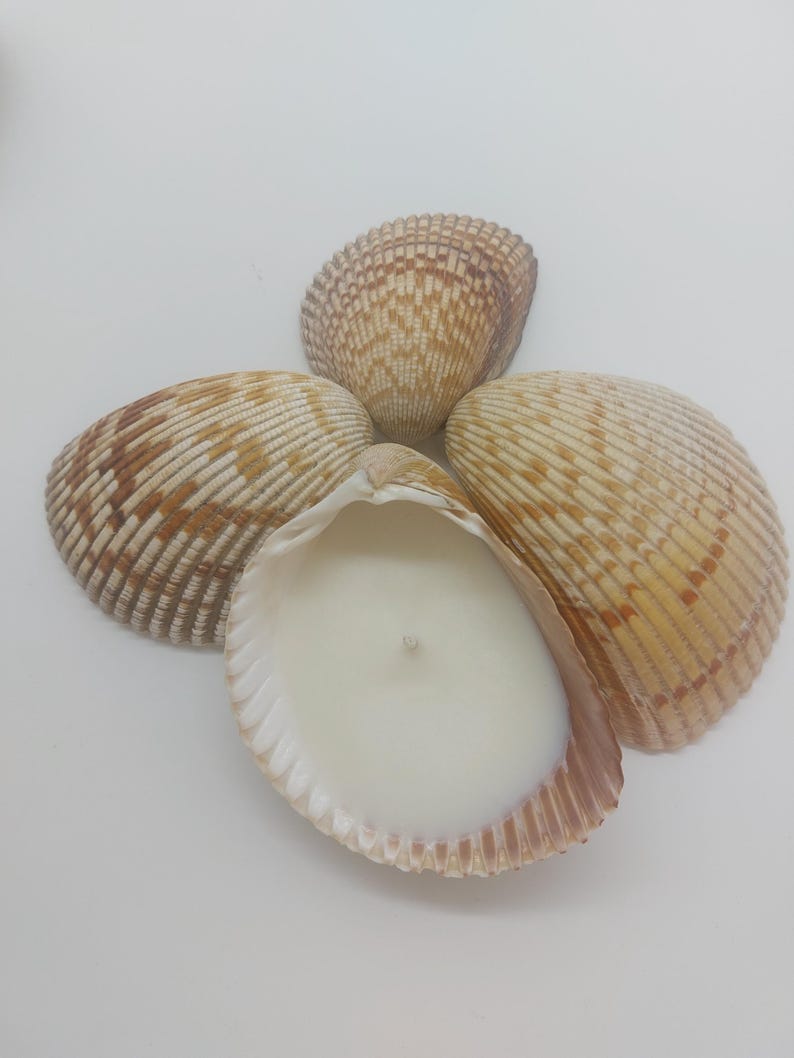 May include: A seashell candle with a white wax interior and a single wick. The candle is set inside a large, open seashell, surrounded by three other seashells. The shells are beige and brown, with textured surfaces.