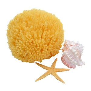 May include: A yellow natural sea sponge, a pink seashell, and a beige starfish on a white background.