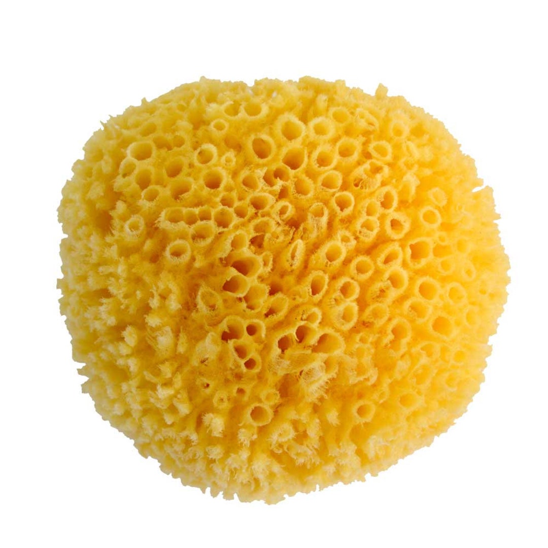 Yellow Sea Sponges Small Florida Sea Sponge Makeup Removal Art and Crafting  Soft Absorbent Gentle Relaxing 
