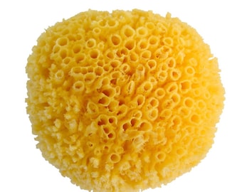 Sea Sponge 5"-6"-Sponges-Natural Sponge-Bath Sponge-Soap Making Embeds-Bath Accessories-Yellow Sponge-Grass Sponge-Craft Supplies