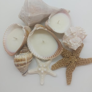 May include: A collection of seashells, including conch shells and starfish, arranged on a white surface. Several seashells are filled with white wax candles. One starfish is white, and another is brown.