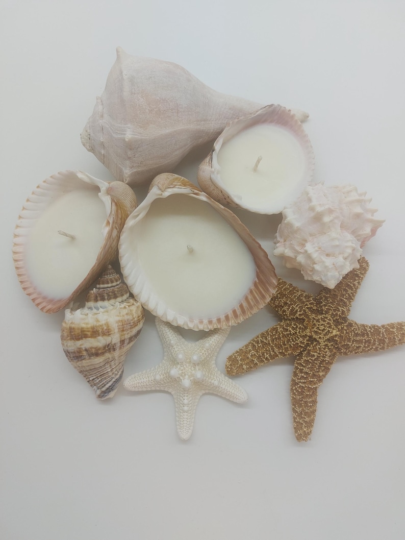 May include: A collection of seashells, including conch shells and starfish, arranged on a white surface. Several seashells are filled with white wax candles. One starfish is white, and another is brown.