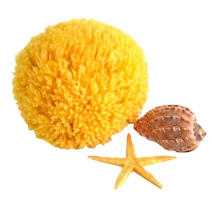 May include: A yellow natural sea sponge, a brown seashell, and a yellow starfish on a white background.
