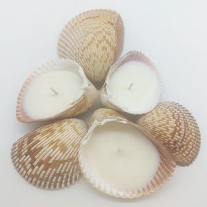 May include: A cluster of six seashell candles. The shells are beige and brown, with a ribbed texture. Each shell holds a creamy white candle with a single wick. The arrangement is on a white background.