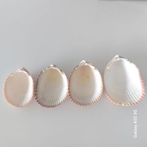 May include: Four seashells arranged in a row. The shells are white with a pinkish-brown trim and a ribbed texture. The shells are open, revealing a smooth, pearly interior. The shells vary slightly in size.