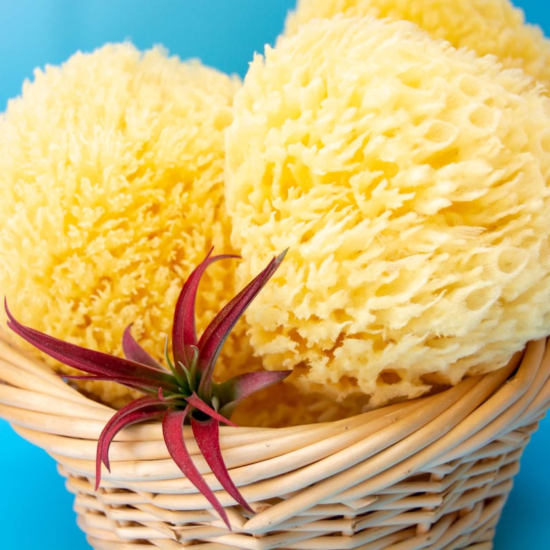 May include: A wicker basket filled with three yellow bath sponges, with a red plant in the center.
