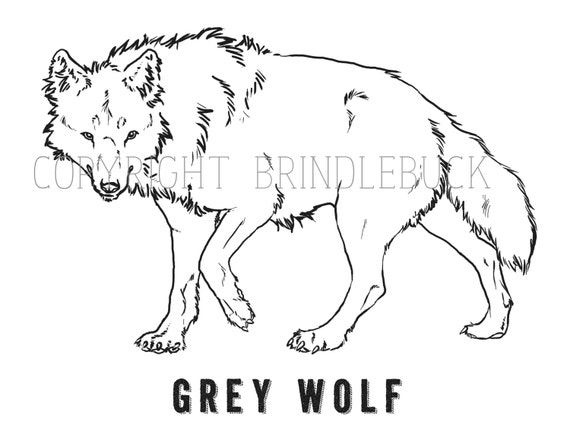 Items similar to Grey Wolf coloring page download, child art, adult