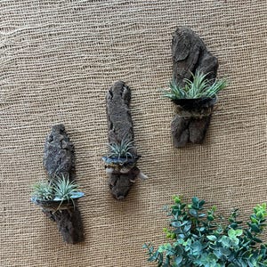 May include: Three rustic, bark-like wall planters, each holding a small air plant. The planters are mounted on a textured, tan background. A woven basket with green leafy plants sits on a wooden surface.