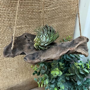 May include: A green air plant sits on a piece of dark brown driftwood. The driftwood is suspended by two thin jute ropes, creating a hanging display. The plant has spiky, curved leaves and is positioned in the center of the wood piece.